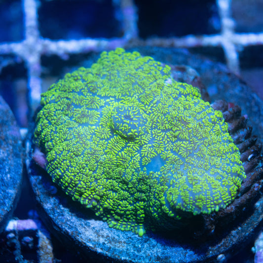 Green Rhodactis Mushroom - AquaGemCorals