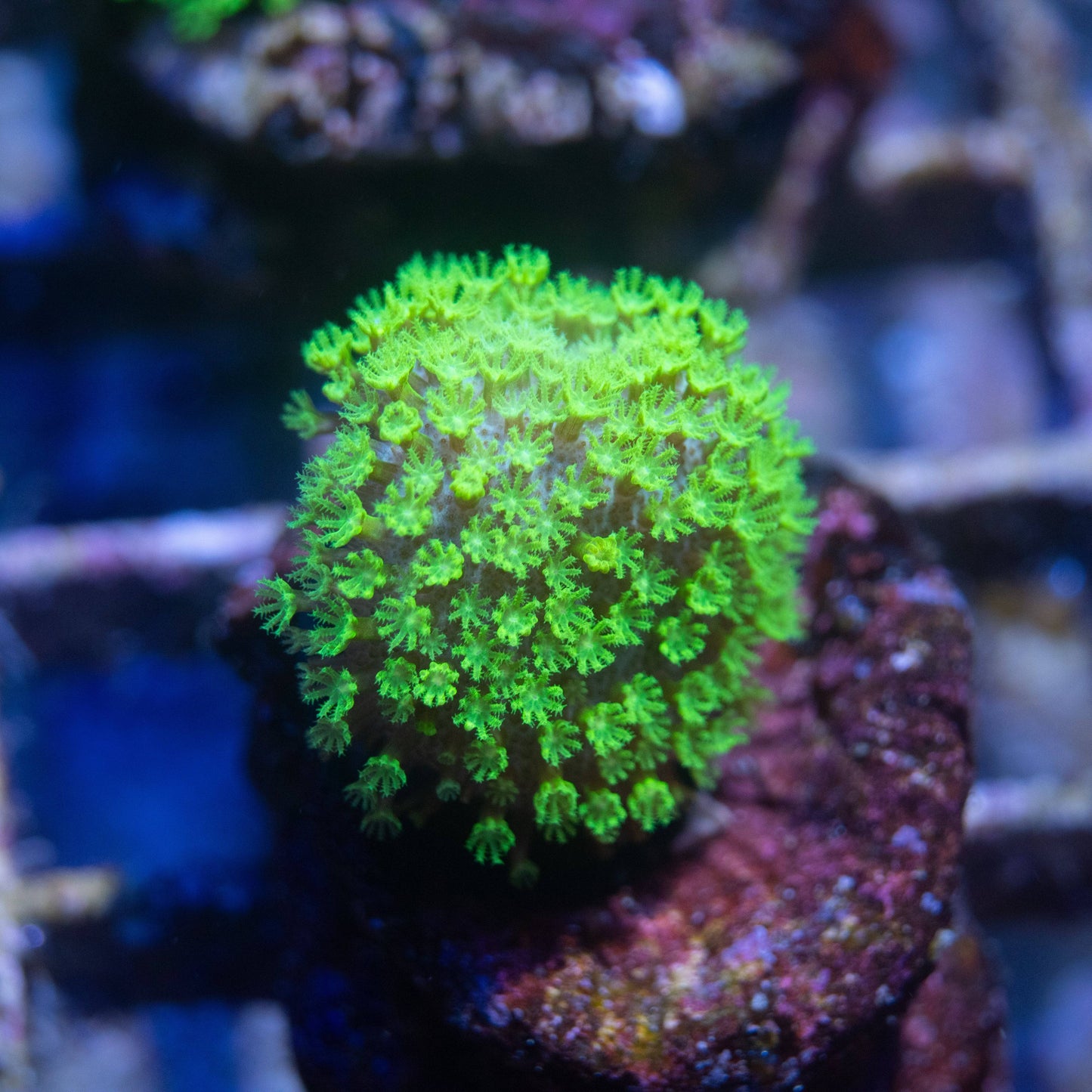 Aussie Crown Leather - AquaGemCorals