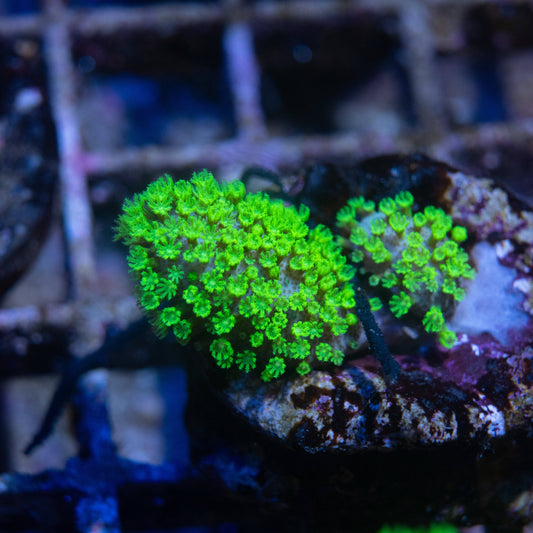 Aussie Crown Leather - AquaGemCorals