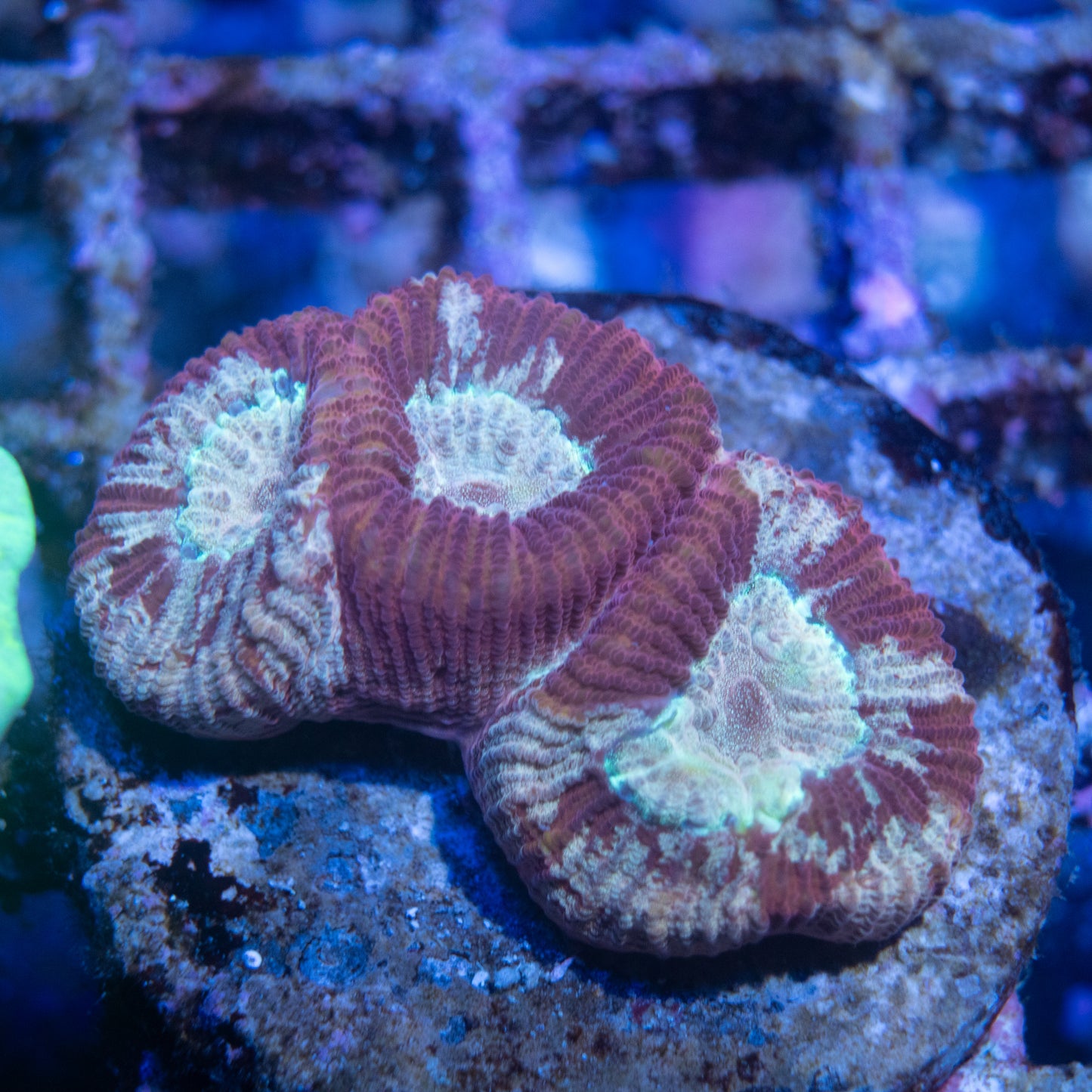 Fluted Moon Coral