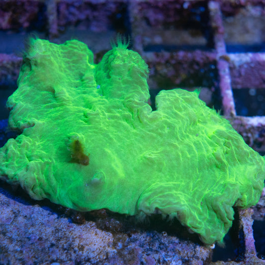 Indo Green Cabbage Leather - AquaGemCorals