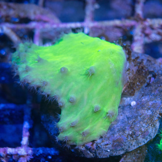 Indo Green Cabbage Leather - AquaGemCorals