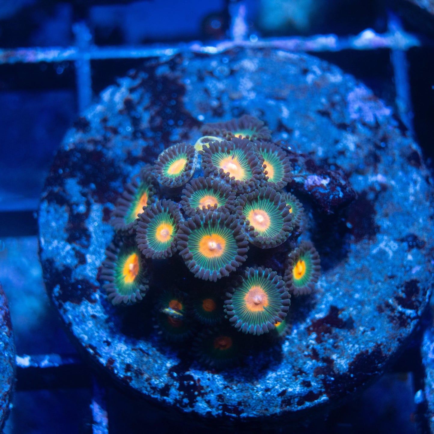 John Deer Zoa - AquaGemCorals