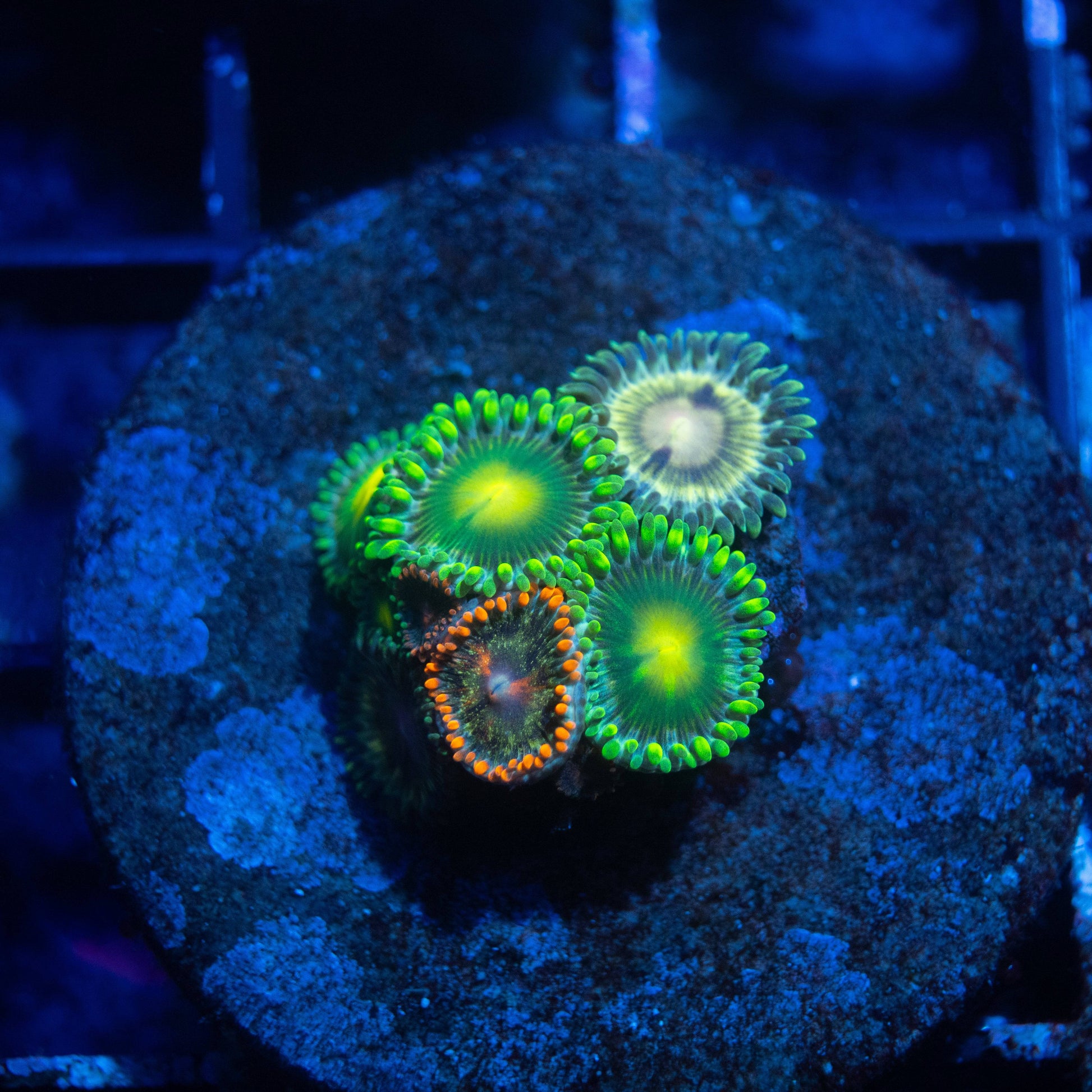 Mixed Zoas - AquaGemCorals