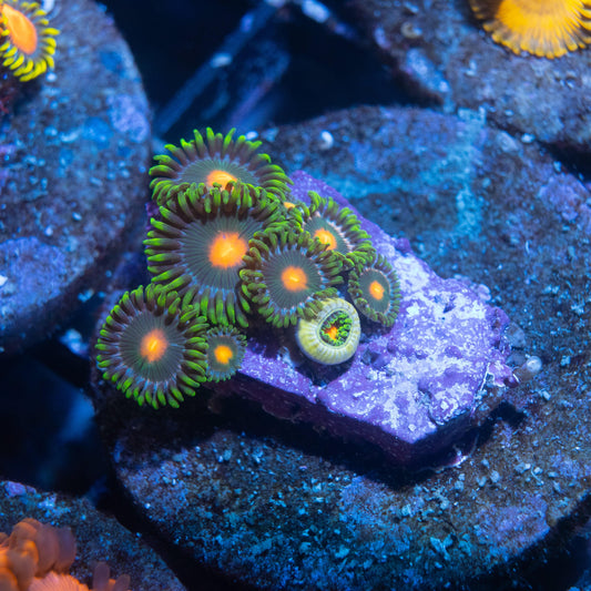 John Deer Zoa - AquaGemCorals