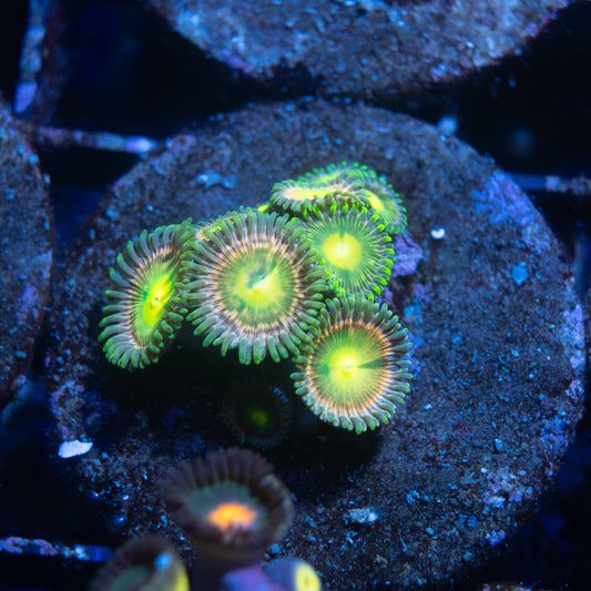 Alien Explosion Zoa - AquaGemCorals