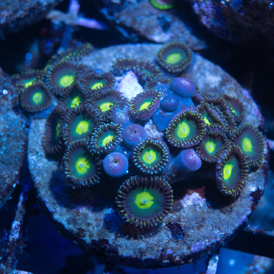 Green Stinger Zoa - AquaGemCorals