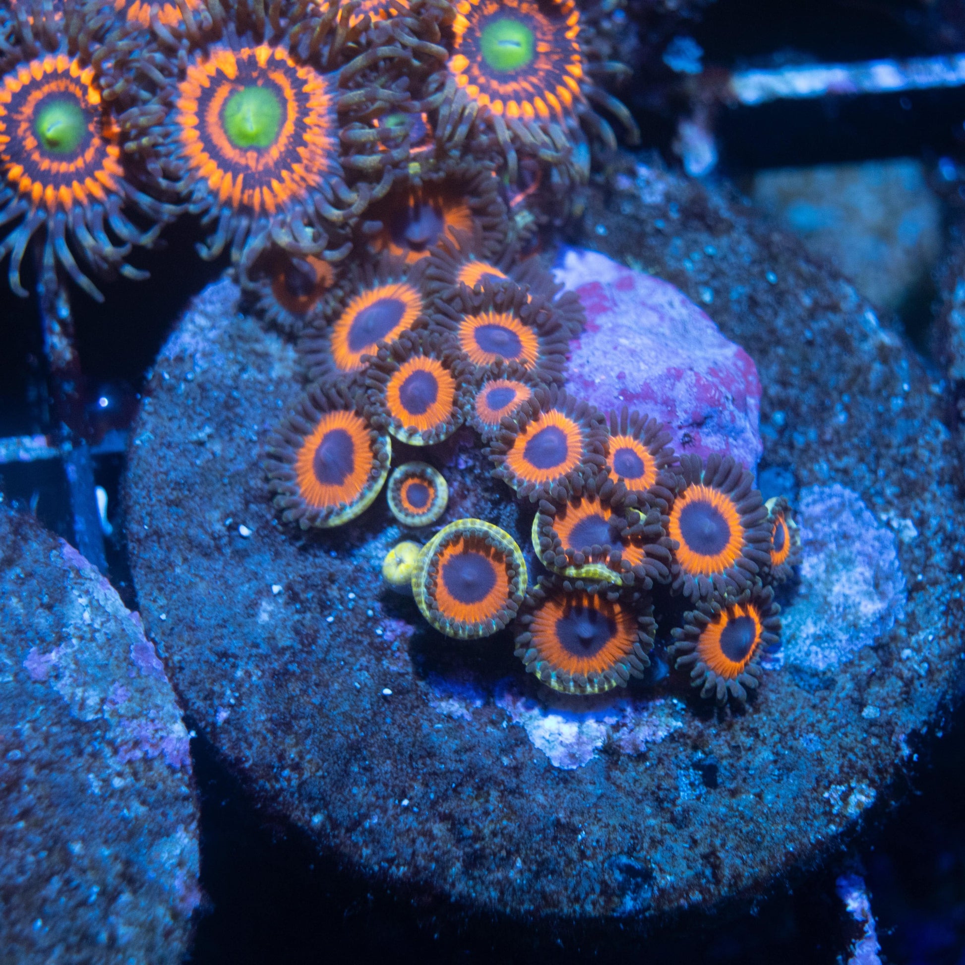 Omega Red Zoa - AquaGemCorals