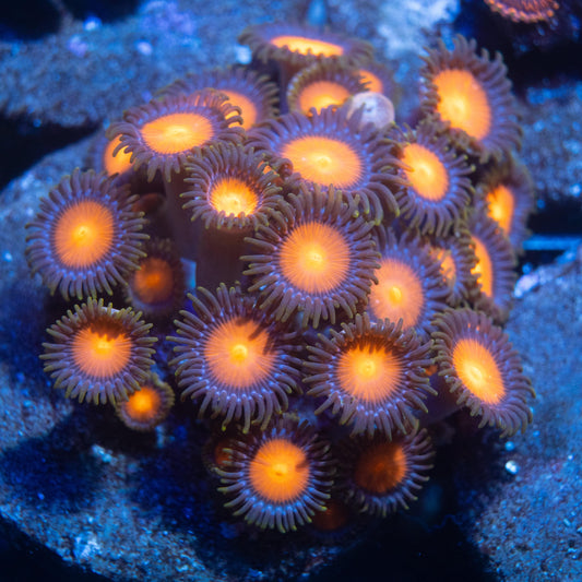 Flare Shot Zoa - AquaGemCorals