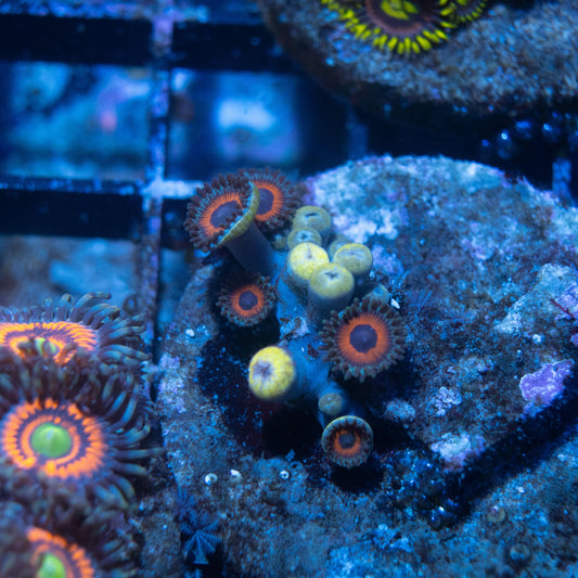 Omega Red Zoa - AquaGemCorals