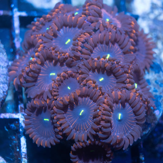 Red PPL Eater Zoa - AquaGemCorals