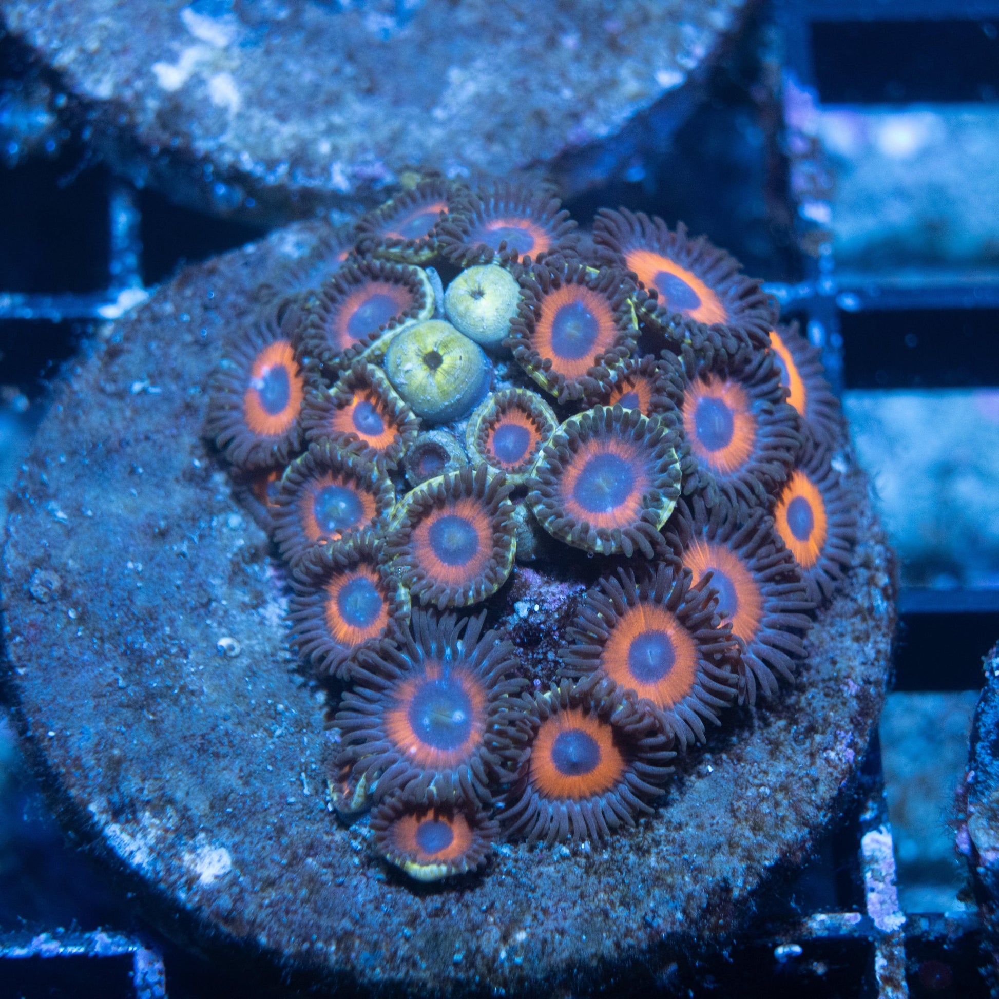 Omega Red Zoa - AquaGemCorals