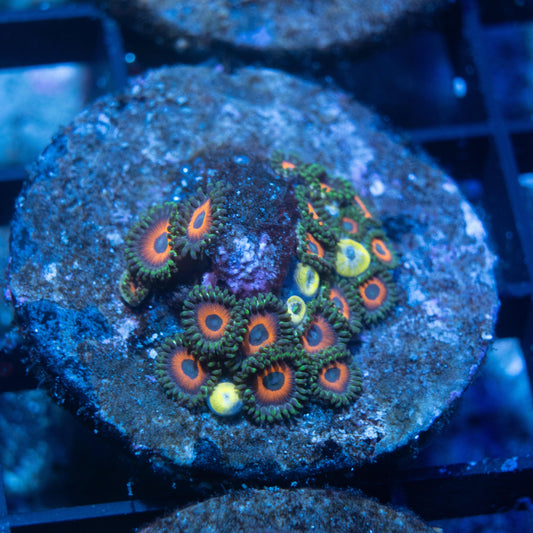 Omega Red Zoa - AquaGemCorals