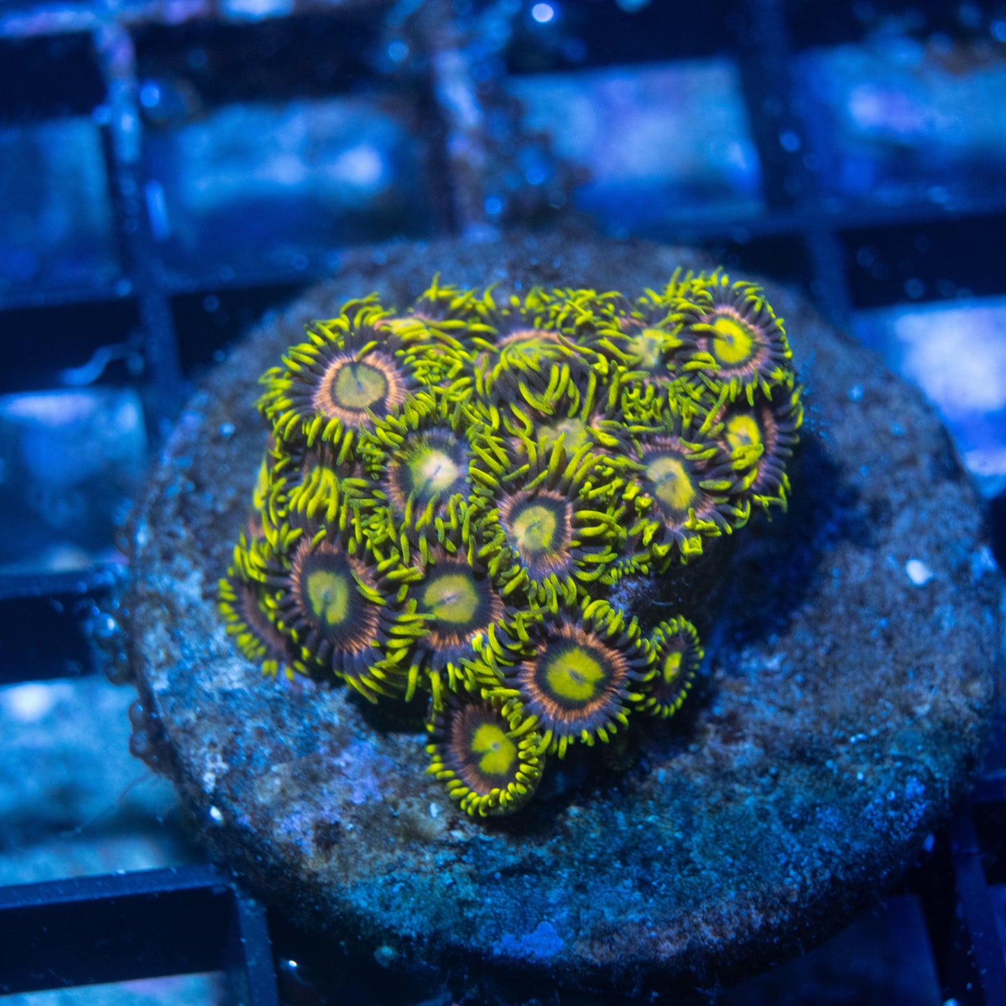 WWC Lemon Laser zoas - AquaGemCorals