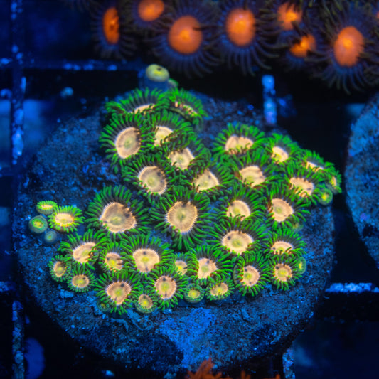 Laser Lemon Zoa - AquaGemCorals