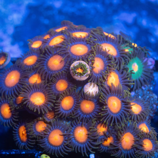 Flare Shot Zoa - AquaGemCorals