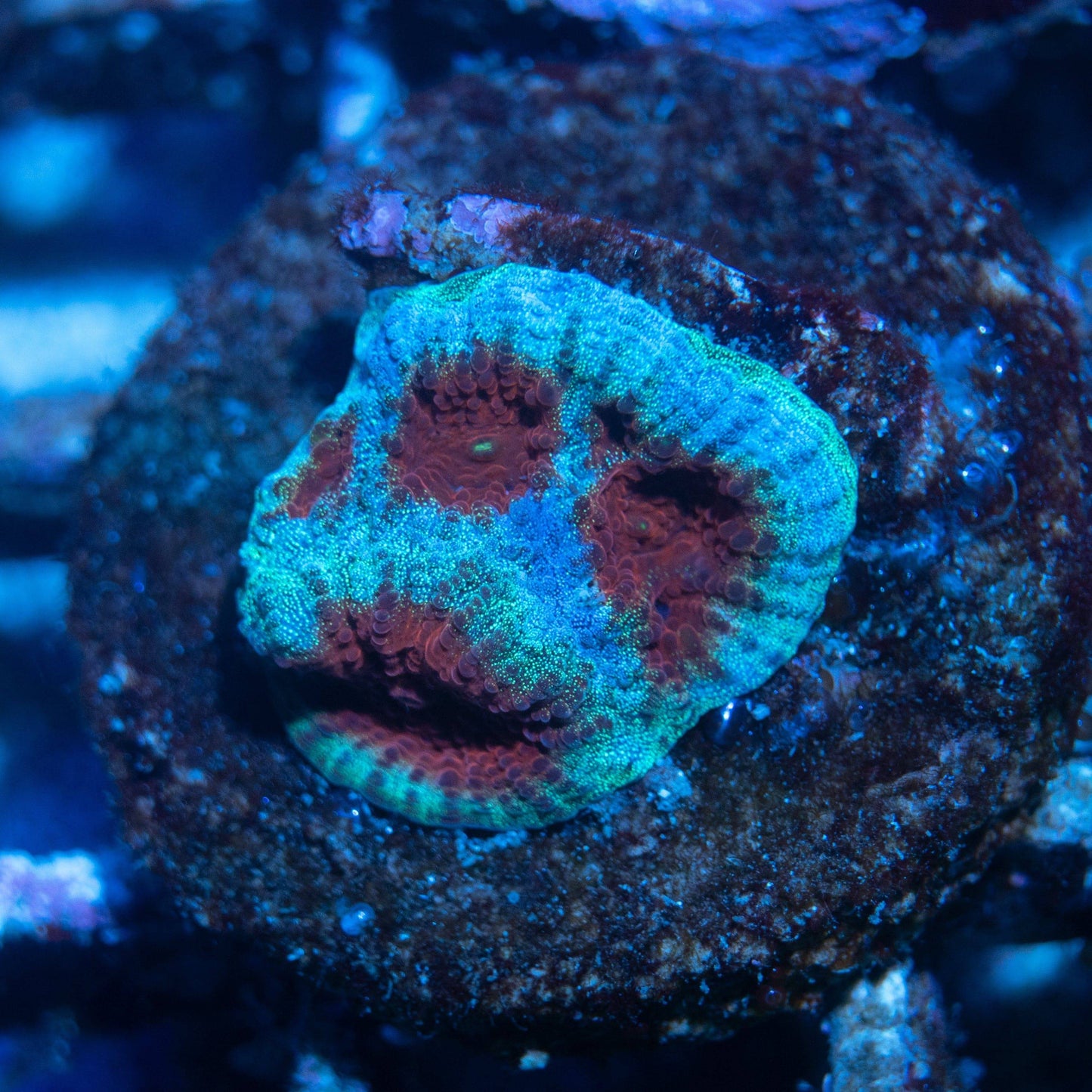 Red eye Favia - AquaGemCorals