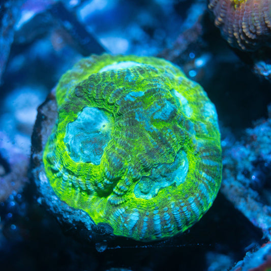 Electric Eyes Favia - AquaGemCorals