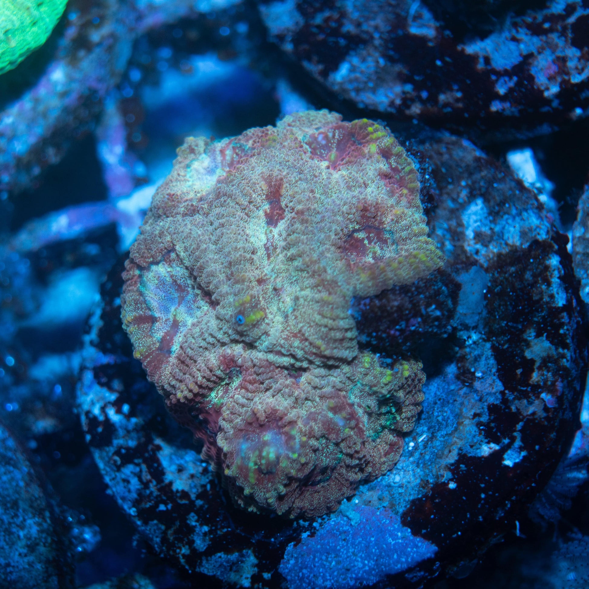 Paradise Favites - AquaGemCorals