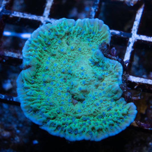 Flower Petal Montipora - AquaGemCorals