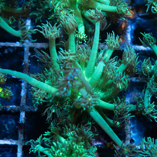 Green Goniopora - AquaGemCorals