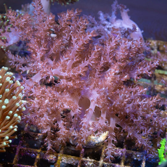 Brown Nepthia - AquaGemCorals