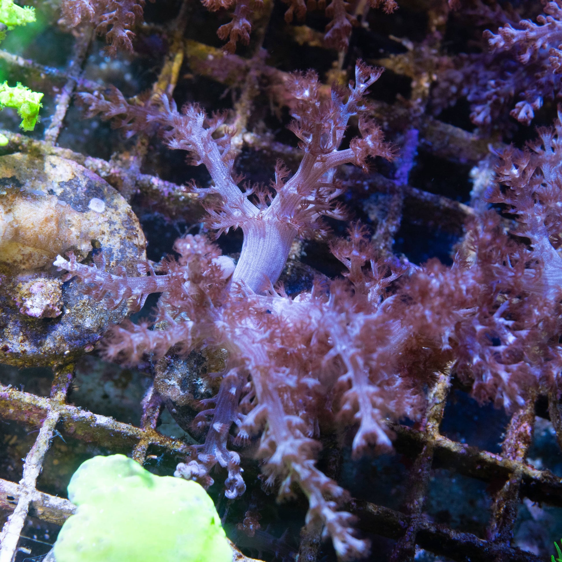 Brown Nepthia - AquaGemCorals