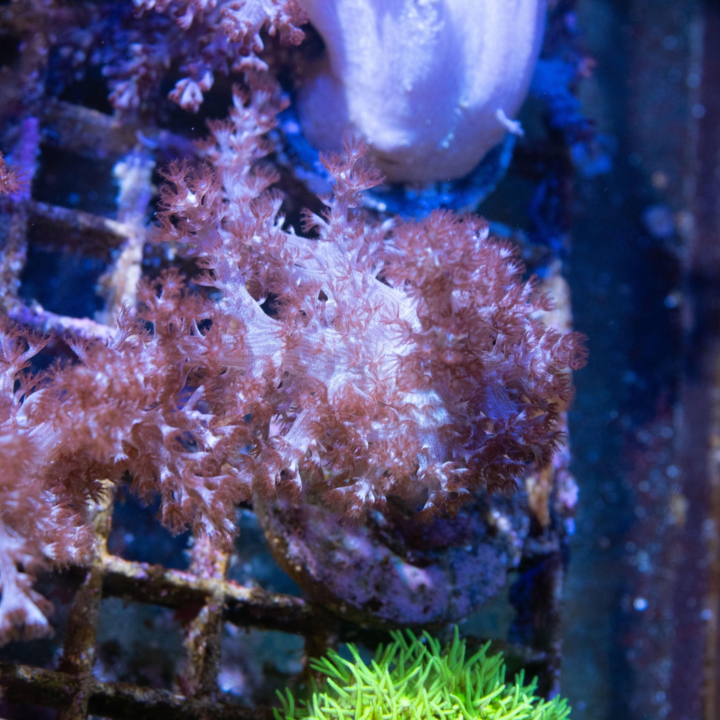 Brown Nepthia - AquaGemCorals