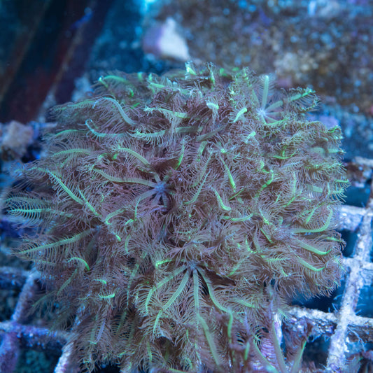 Brown Clove Polyps - AquaGemCorals