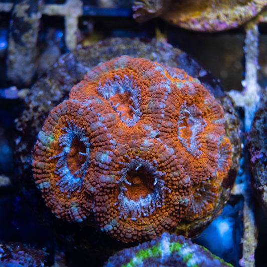 Ultra Grade Acan - AquaGemCorals