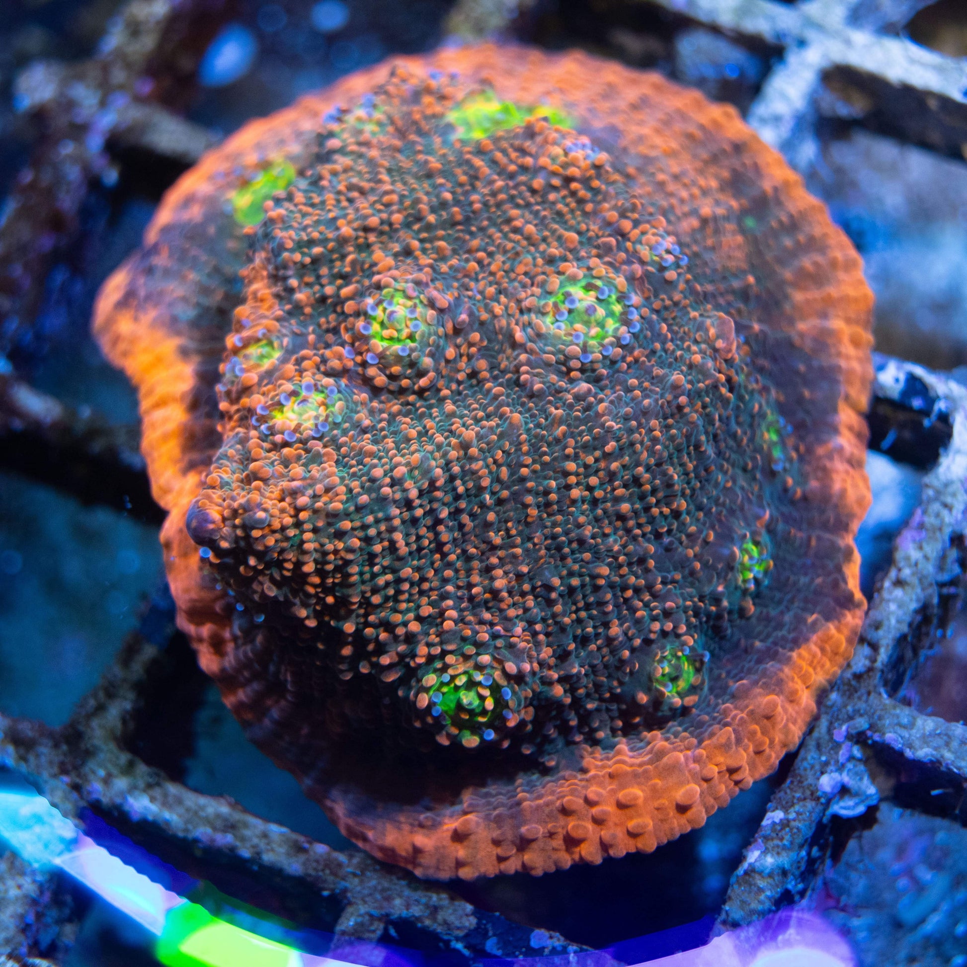 Red Skin Yellow eye Chalice - AquaGemCorals