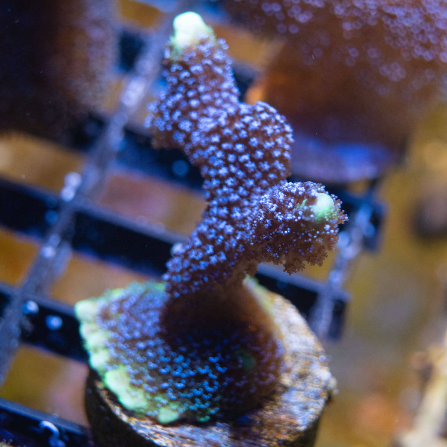 German Blue Montipora Digiata - AquaGemCorals