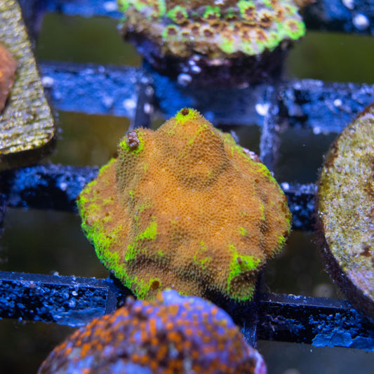 ACI Cultured Gold Member Psammocora - AquaGemCorals