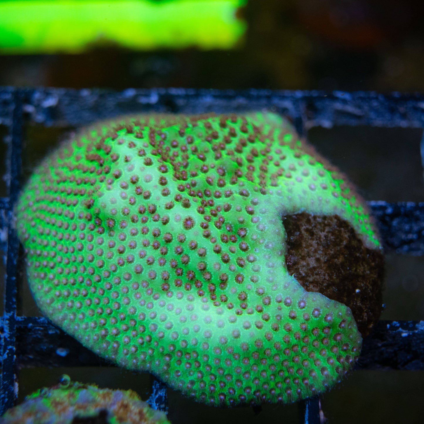 Grinch Porites - AquaGemCorals