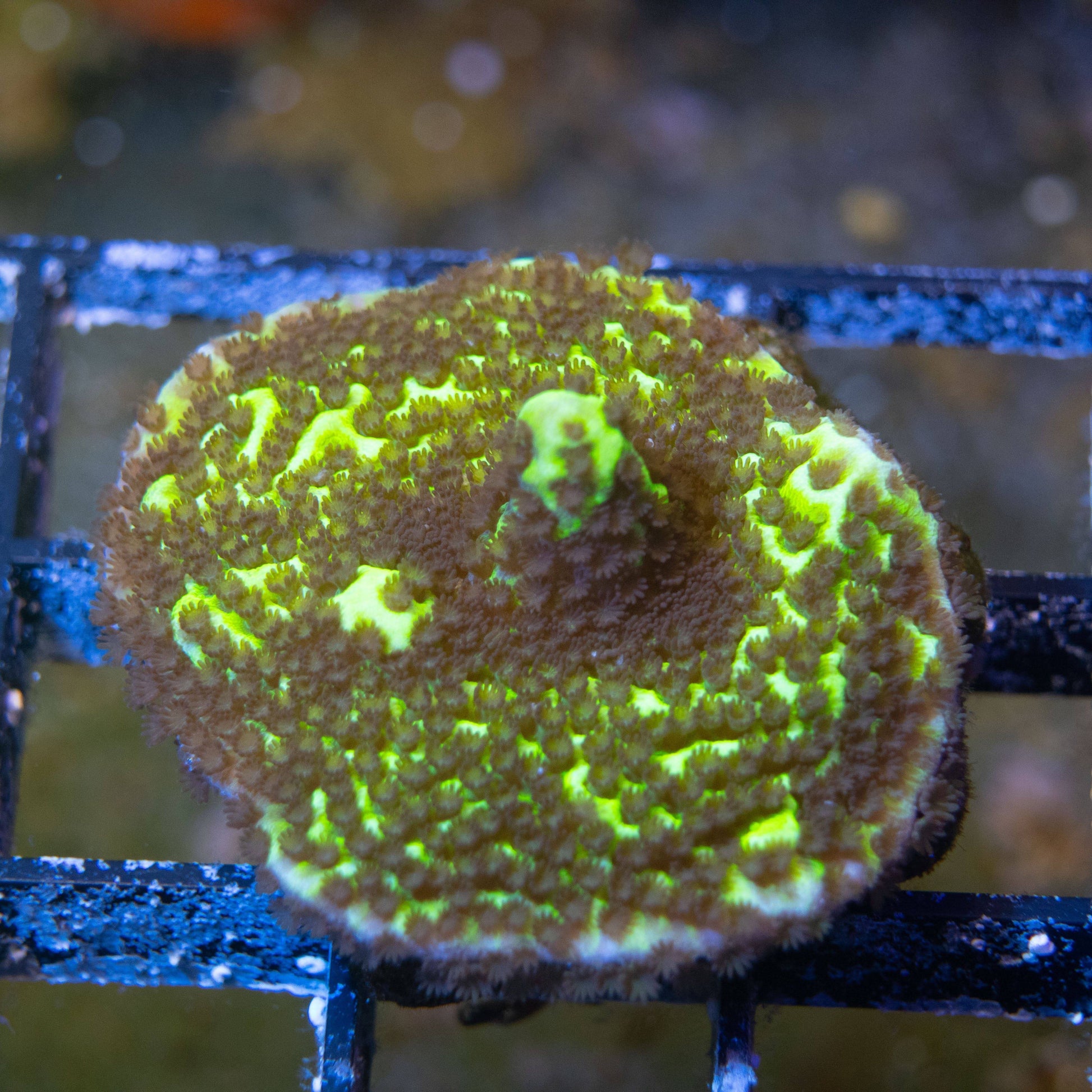 SpongeBob Montipora - AquaGemCorals