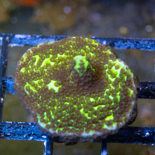 SpongeBob Montipora - AquaGemCorals