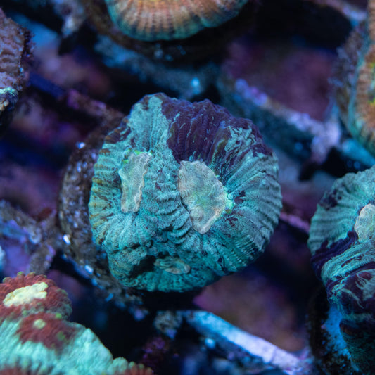 Teal Blue Goniastrea - AquaGemCorals