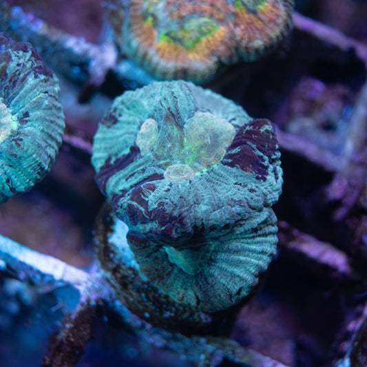 Teal Blue Goniastrea - AquaGemCorals