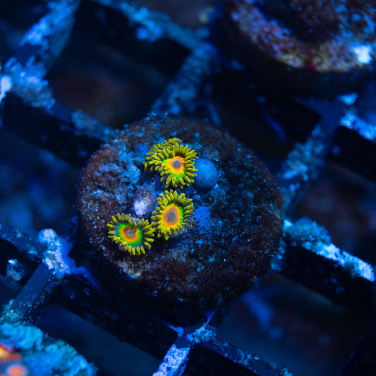 Rasta Zoa