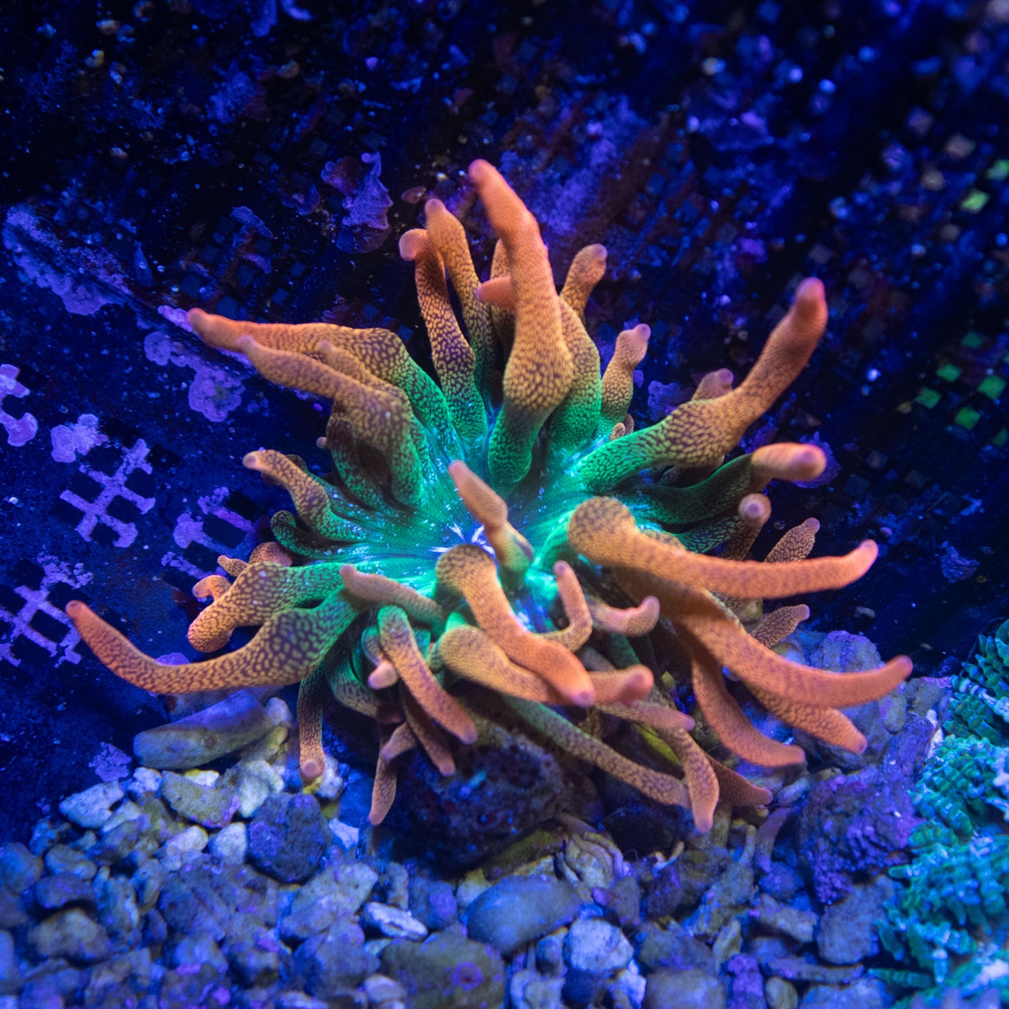 WWC Hawaiian Punch Bubble Tip Anemone - AquaGemCorals