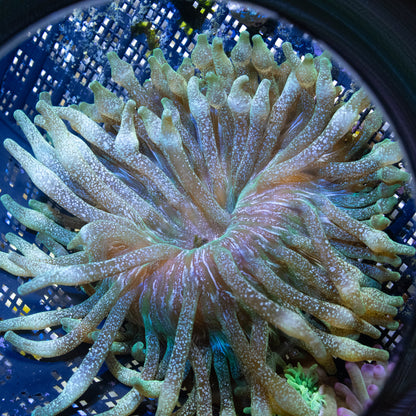 Acid Wash Anemone - AquaGemCorals