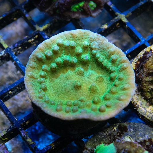 Green turbinaria mesenterina - AquaGemCorals