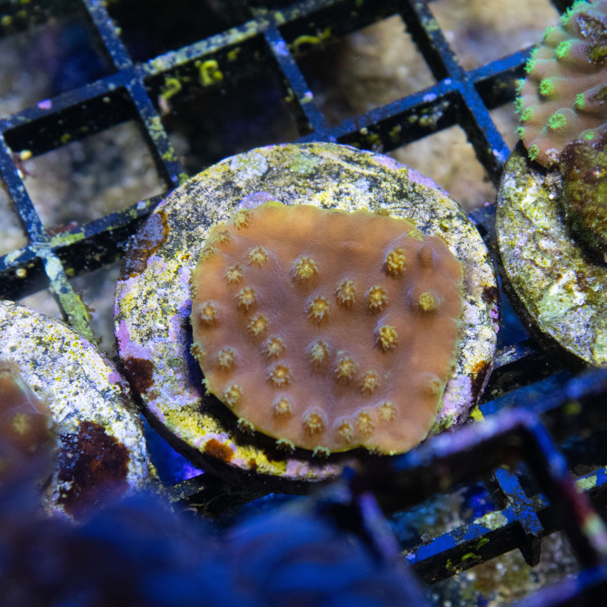 Fiji Yellow Scroll Coral - AquaGemCorals