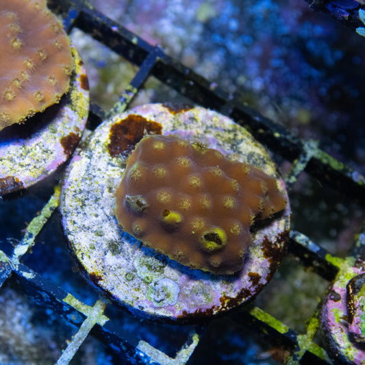 Fiji Yellow Scroll Coral - AquaGemCorals