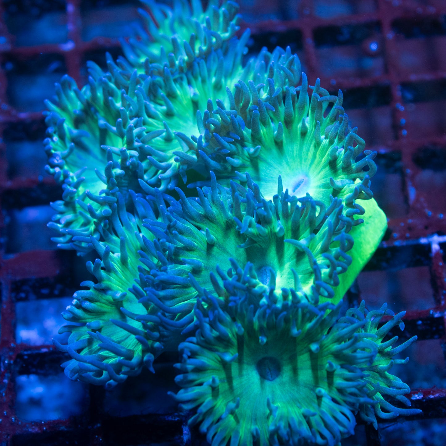 7 Polyp Branching Duncan