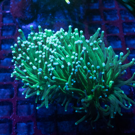 Green Lantern Torch 2 Polyps