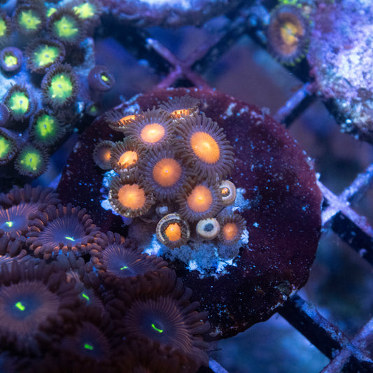 Assorted Zoas