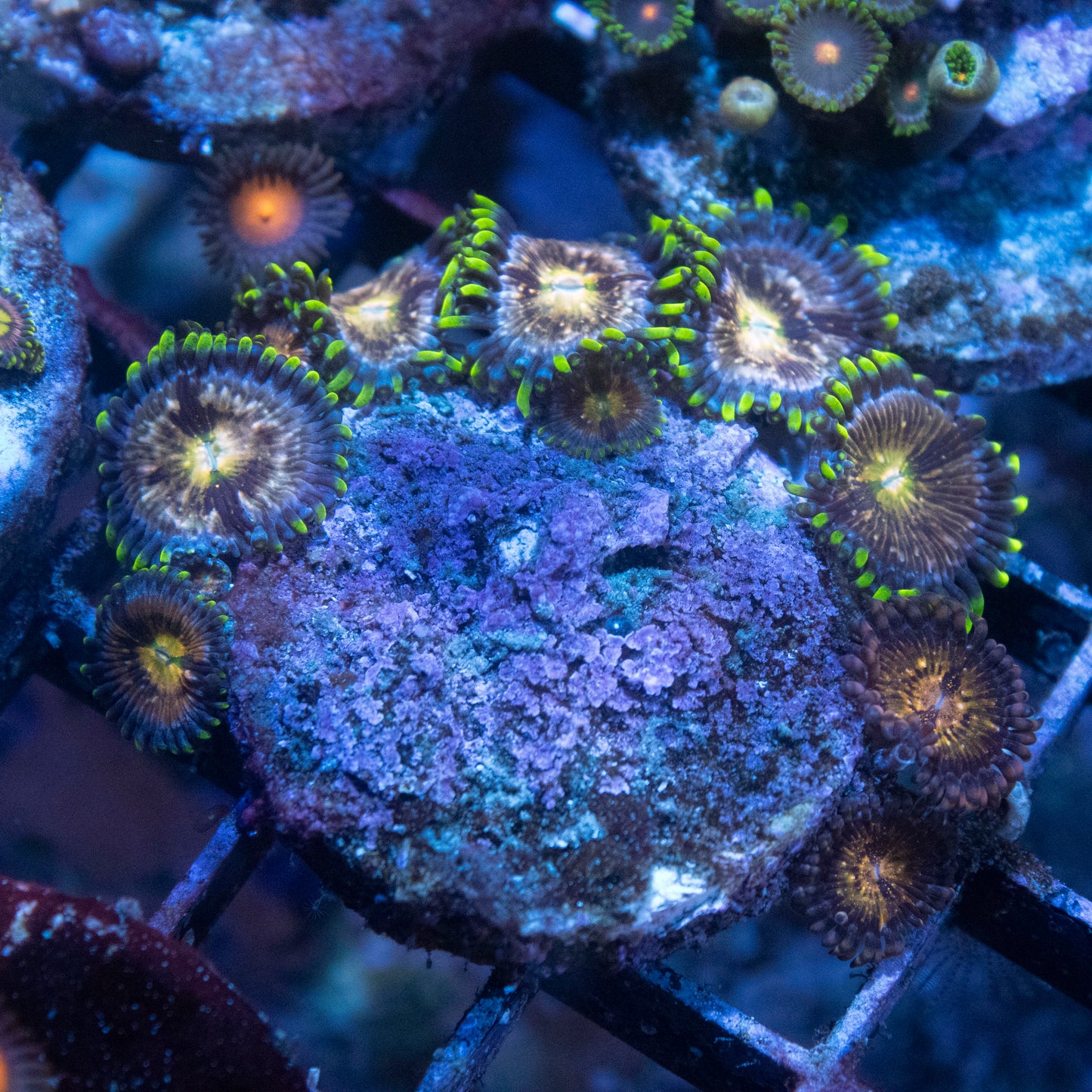 Nirvana Zoa - AquaGemCorals