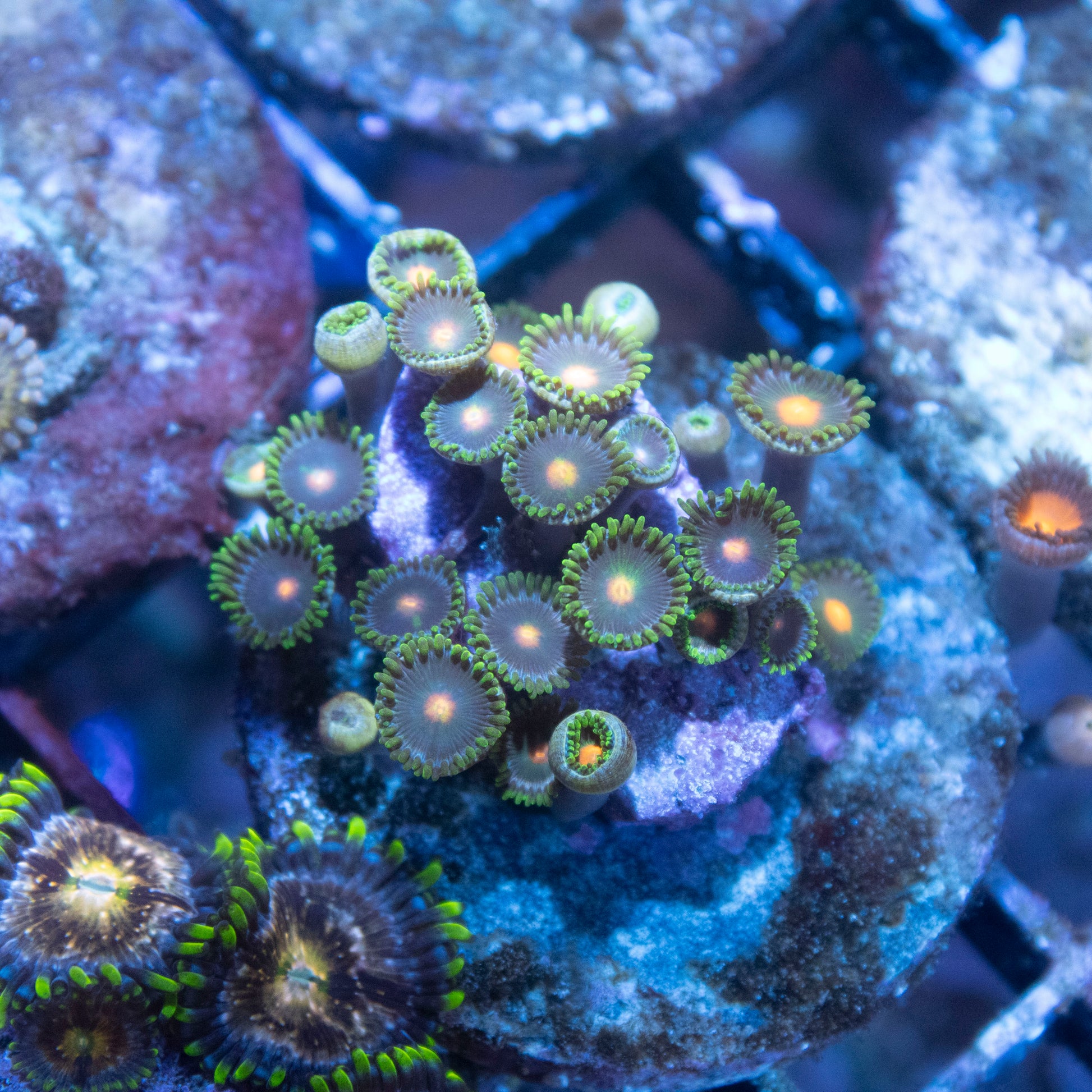 Assorted Zoas - AquaGemCorals