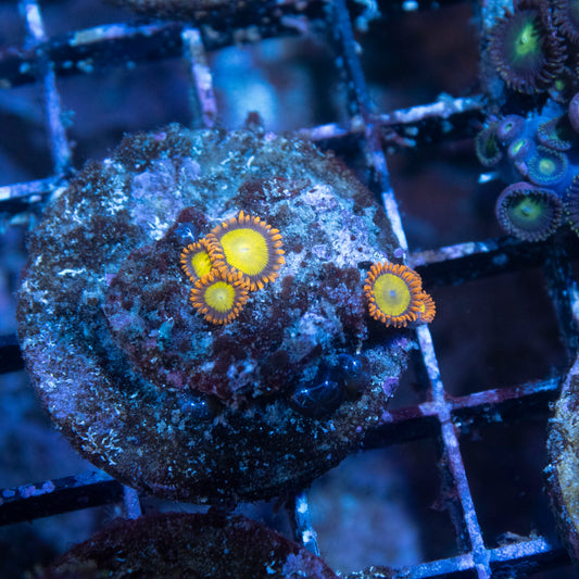 Fiji Zoanthid - AquaGemCorals